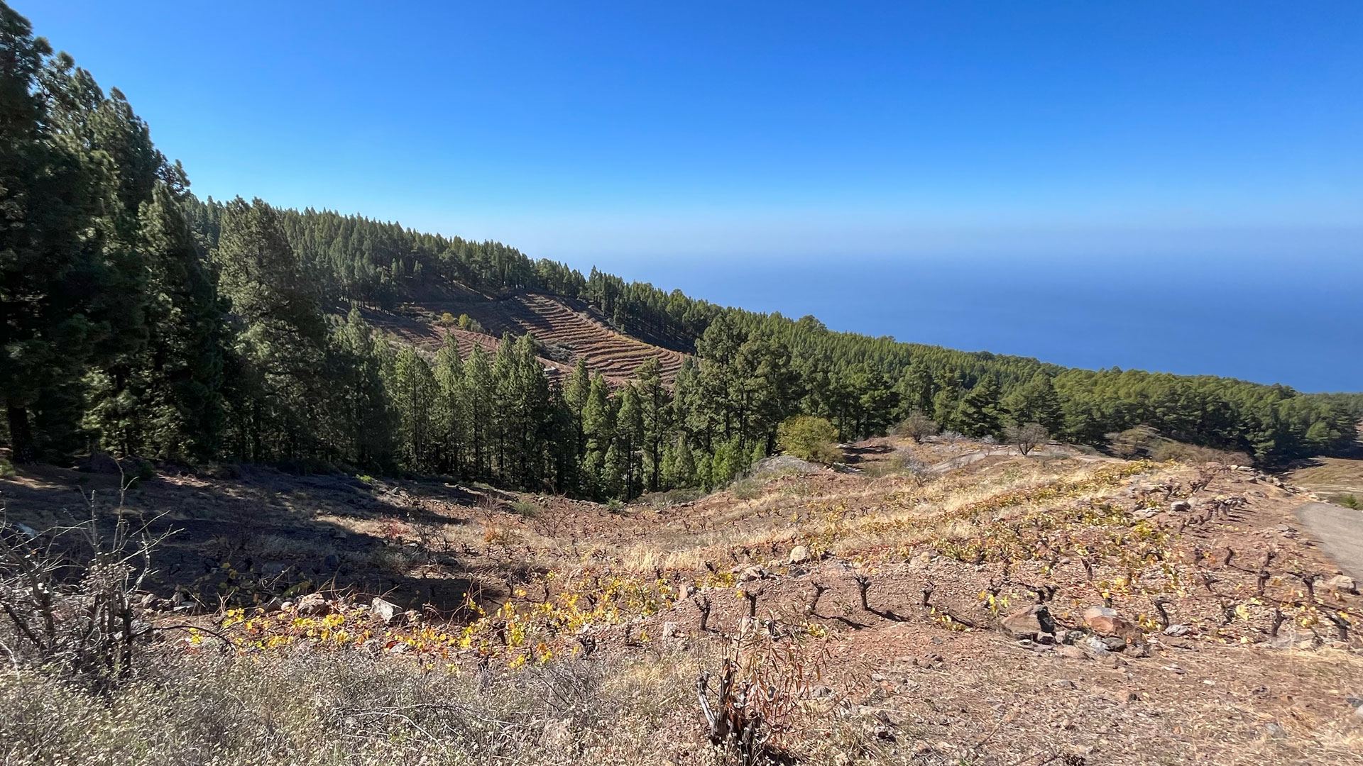 Der Nordwest-Grat La Palmas als Weinzone mit Weinbergen auf Terrassenmauern aus Lavastein.