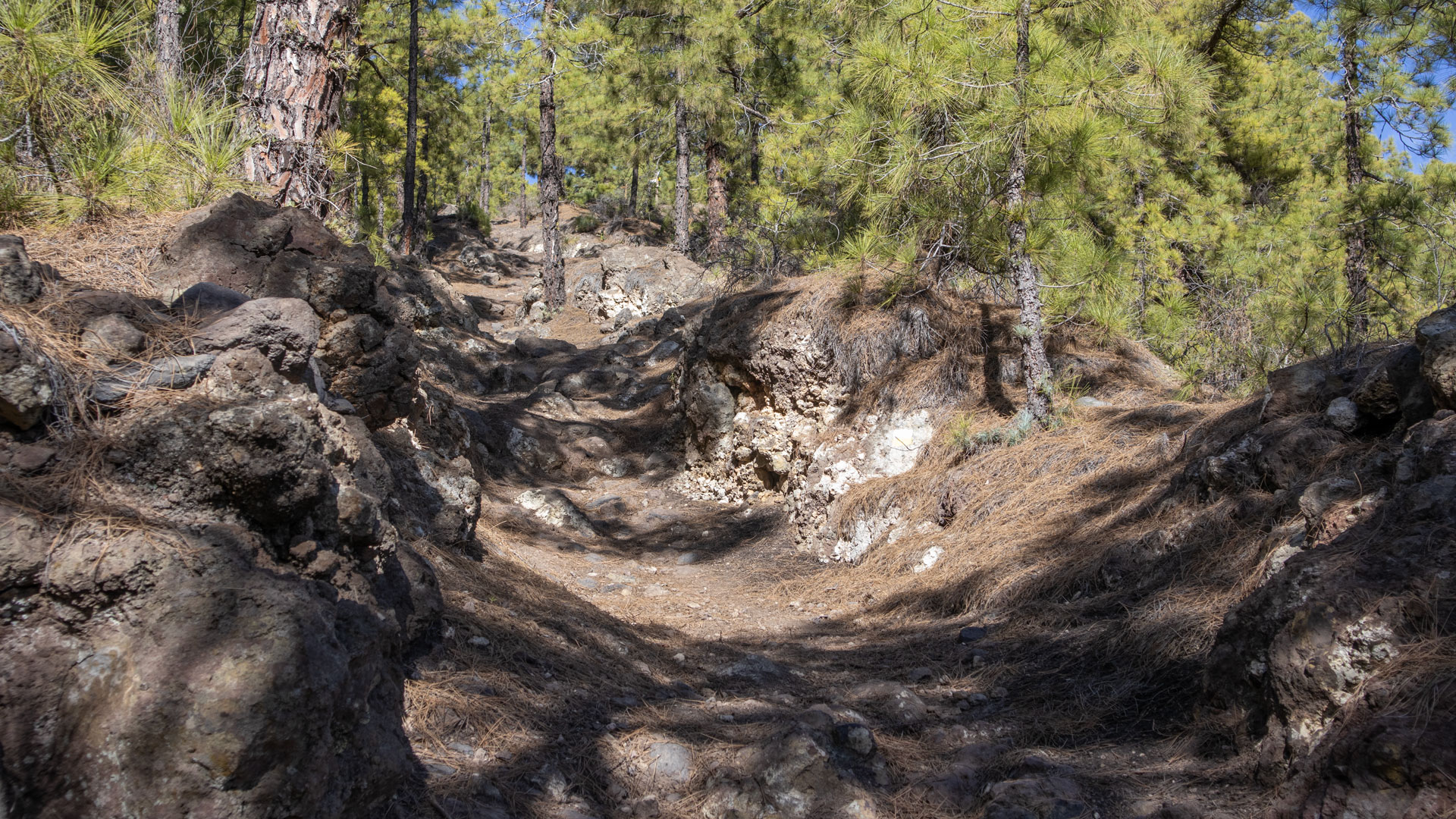 Steiler Abstieg durch den Kiefernwald auf dem Wanderweg PR-LP 12 Richtung Tijarafe.