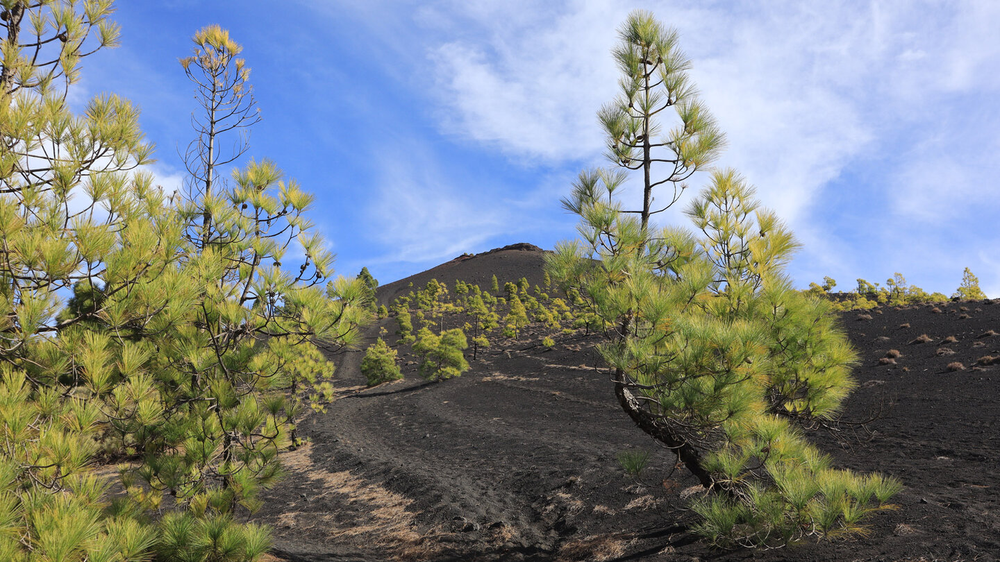 der Volcán Martín ist von Süden her der erste richtige Gipfel der Ruta de los Volcanes auf La Palma