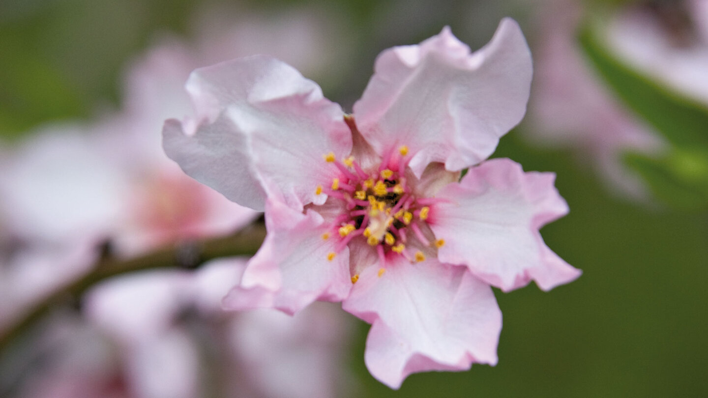 Puntagorda, La Palma – Mandelblüte im Frühling