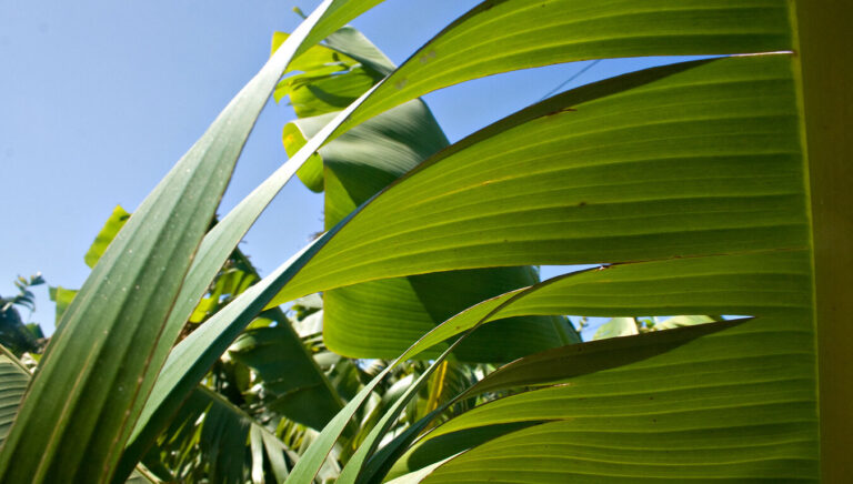 Bananenplantagen im Aridane-Tal – das Herzstück des Plátano-Canario-Anbaus auf La Palma