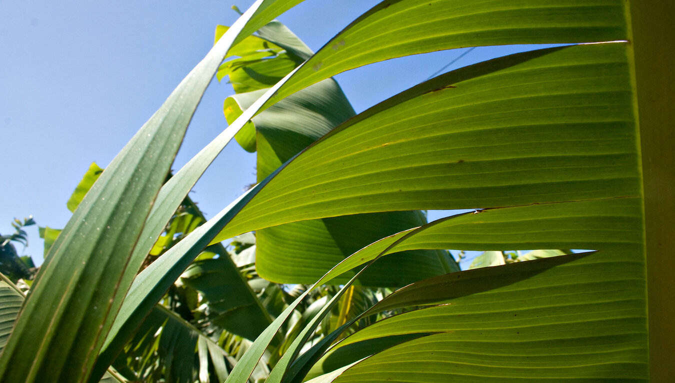 Bananenplantagen im Aridane-Tal – das Herzstück des Plátano-Canario-Anbaus auf La Palma