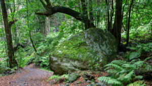 Felsen im Lorbeerwald Cubo de Galga auf La Palma