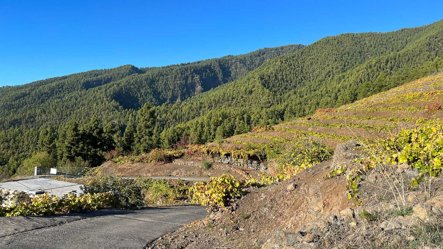 Terrassierte Weinberge vor dem Kiefernwald prägen das Landschaftsbild der mittleren Höhenlagen im Nordwesten.