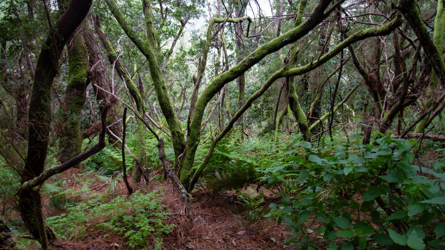 Lorbeerwaldvegetation wie im Naturschutzgebiet Las Nieves