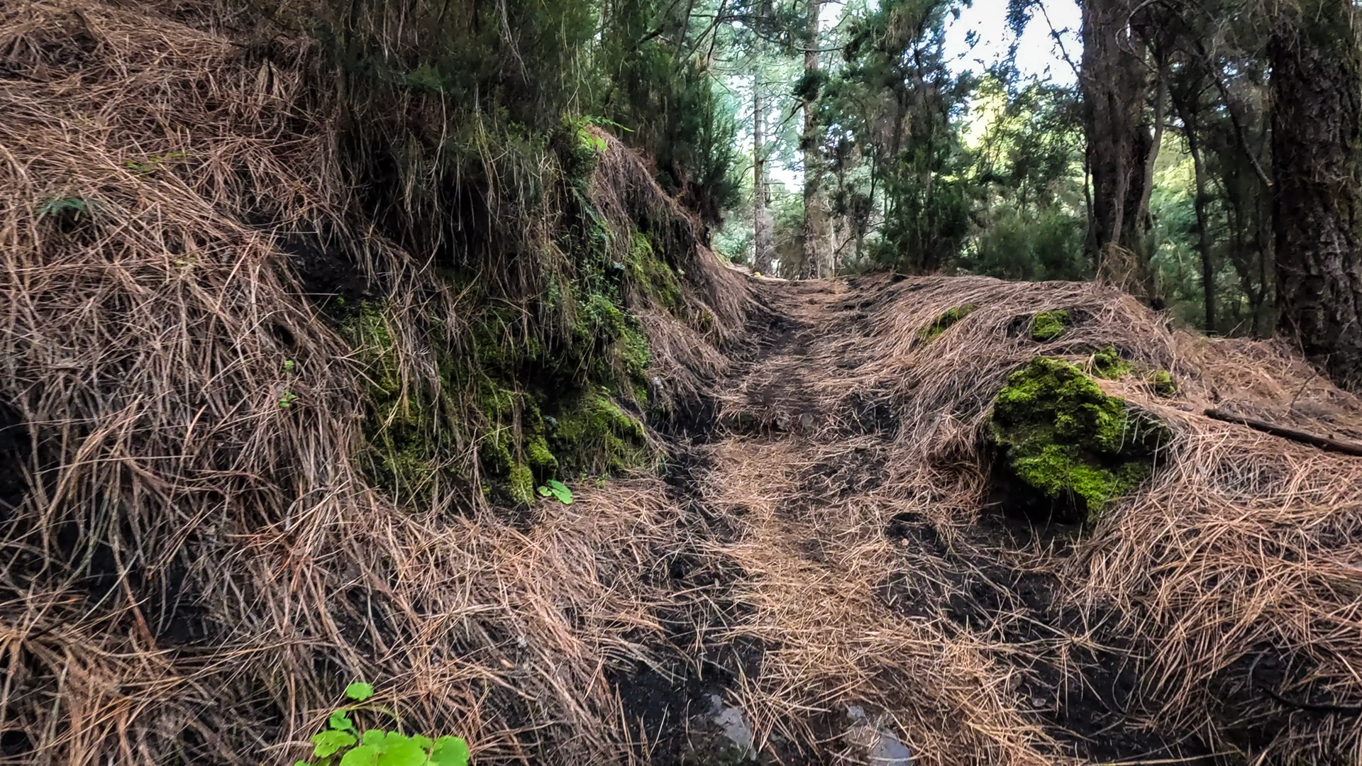  Der Weg von El Pilar führt hinein in den Kiefernschatten der Cumbre Vieja.