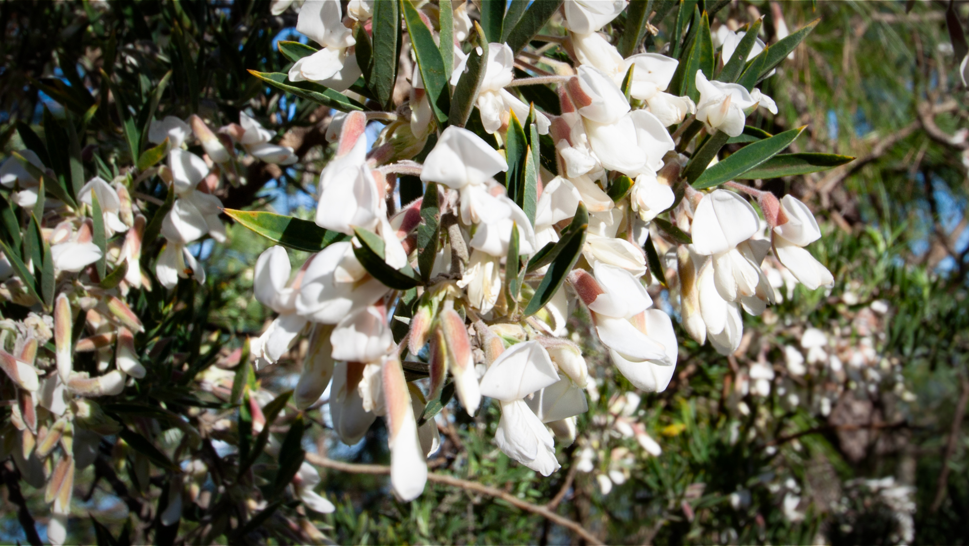 Sprossender Zwergginster (Cytisus proliferus)