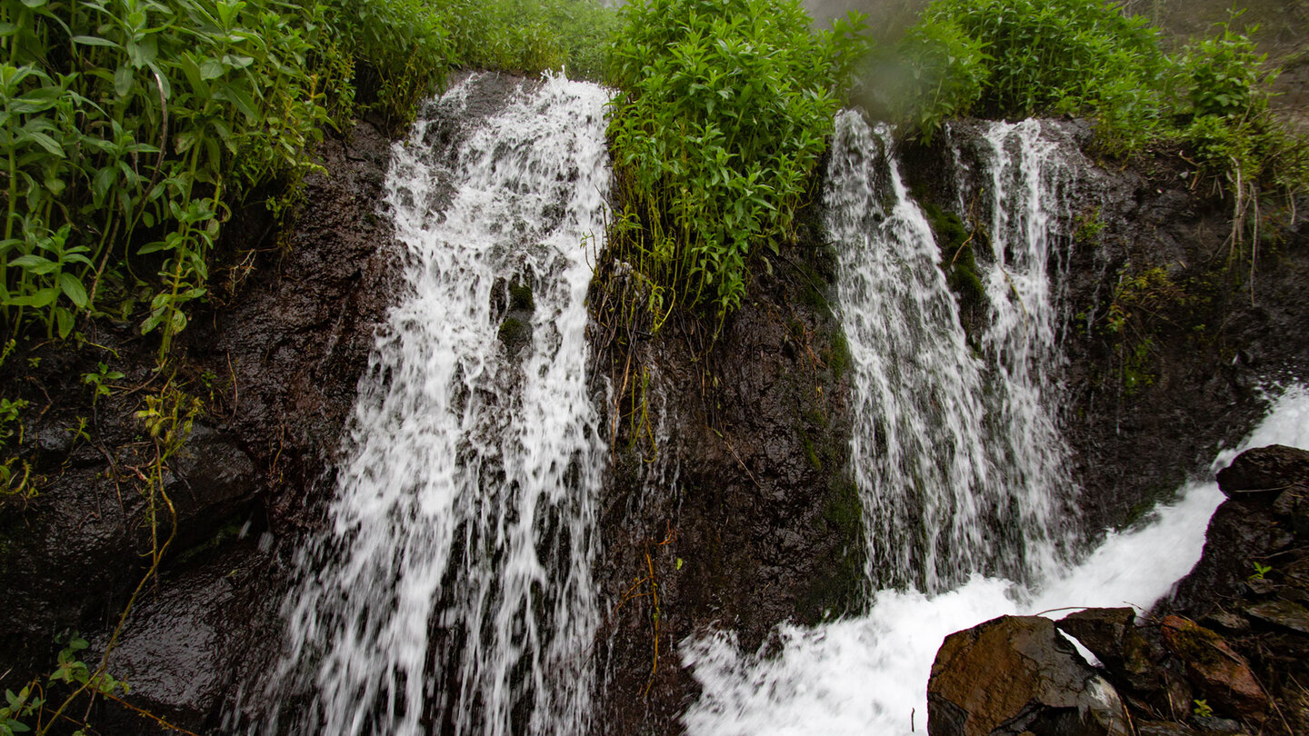 Quellen Marcos y Cordero – wasserreiche Quellaustritte im Lorbeerwald Los Tilos