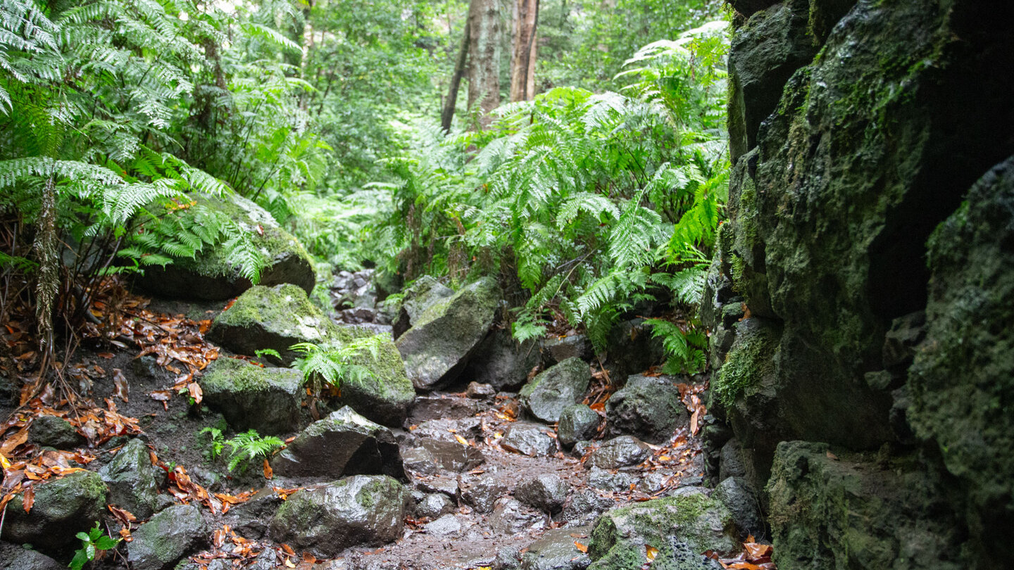 Wanderweg zwischen Farnen im immergrünen Feuchtwald des Cubo de la Galga