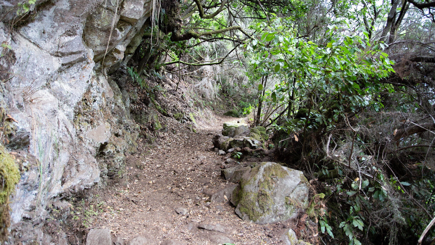 Route im Lorbeerwald oberhalb Roque de Faro
