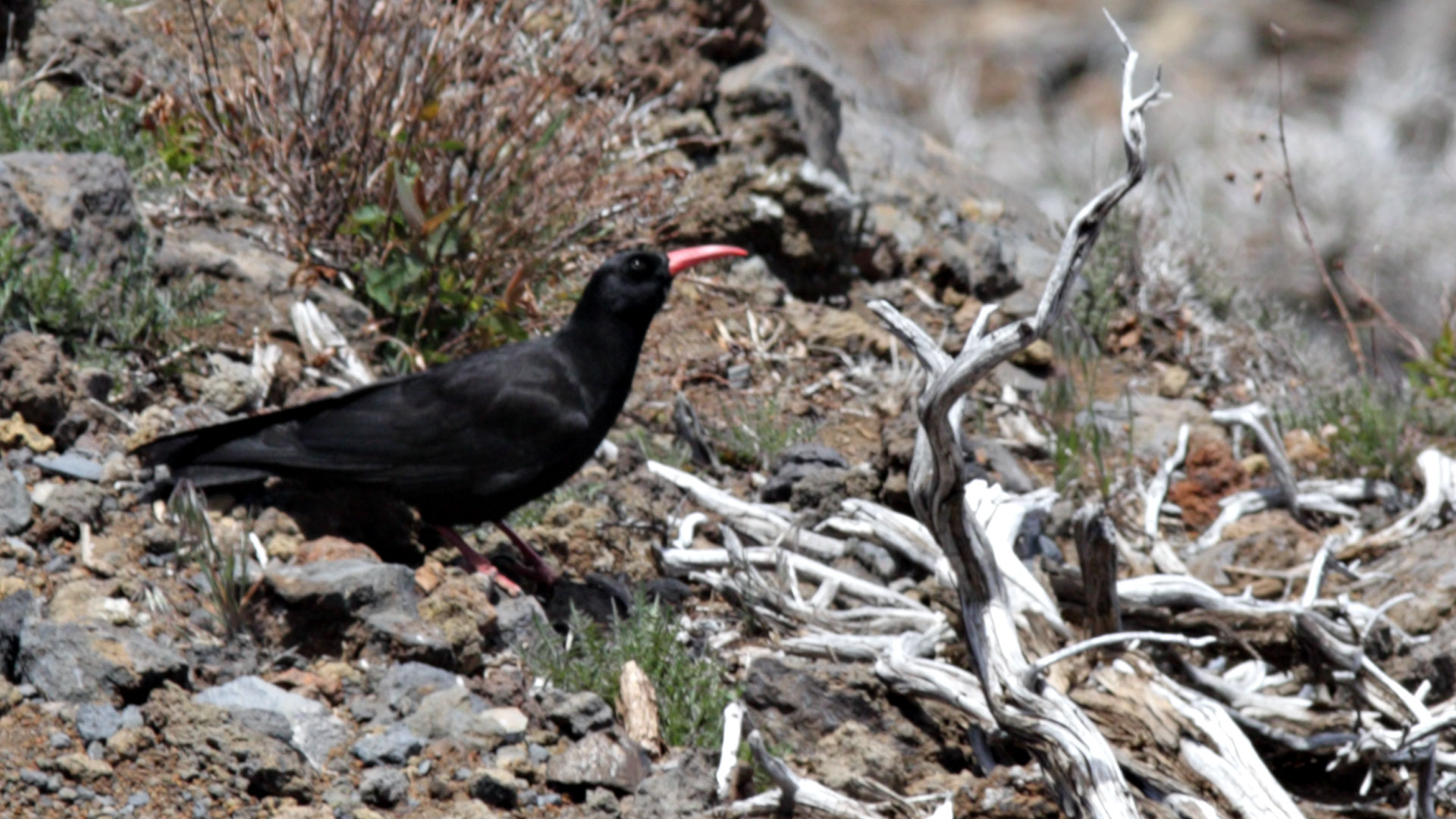 Graja (Pyrrhocorax pyrrhocorax barbarus)