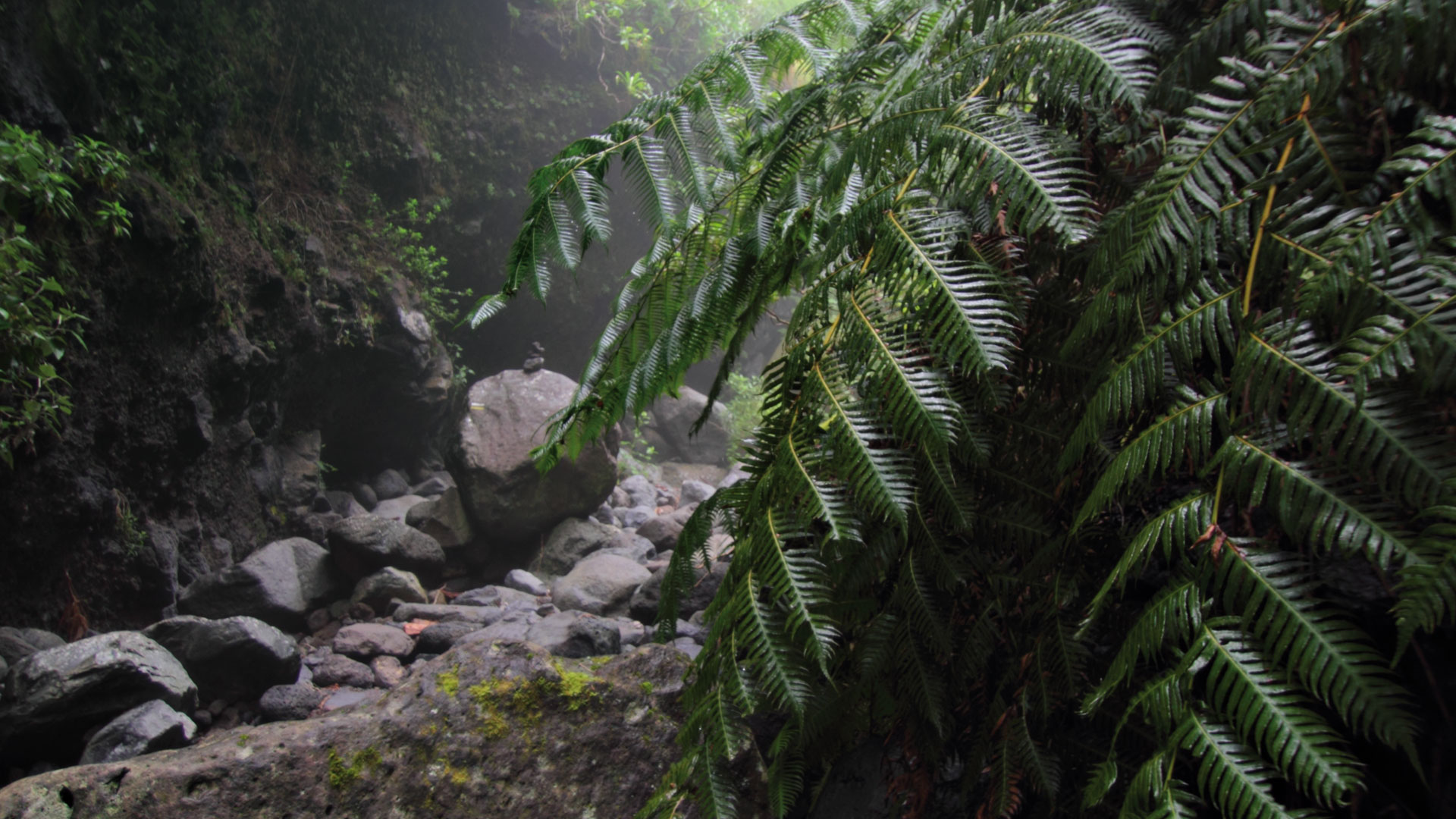 Kettenfarn (Woodwardia radicans) an den feuchten Steilwänden des Barranco del Agua bei Los Tilos
