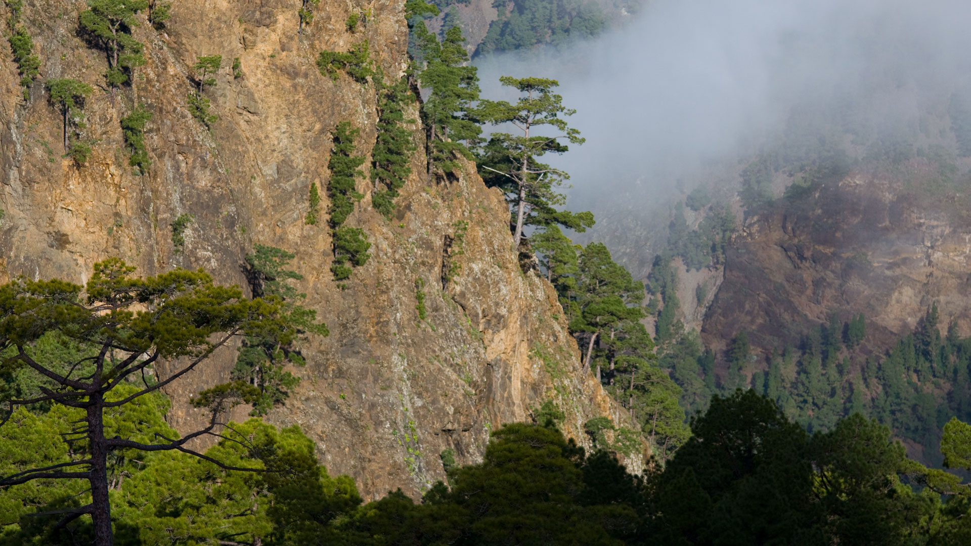 Mirador de los Roques – Lavafelsen, Wolkenschleier, Kiefernwald