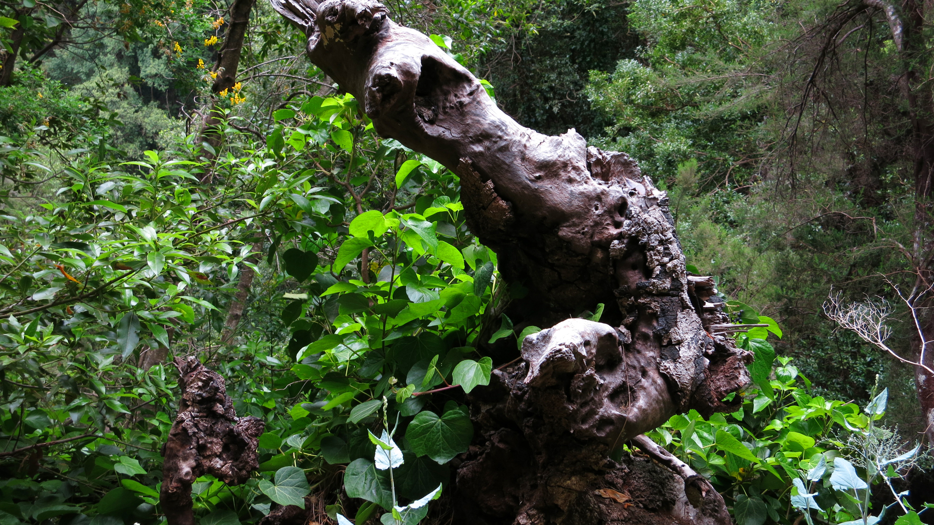 Lorbeerwaldvegetation in Los Tilos