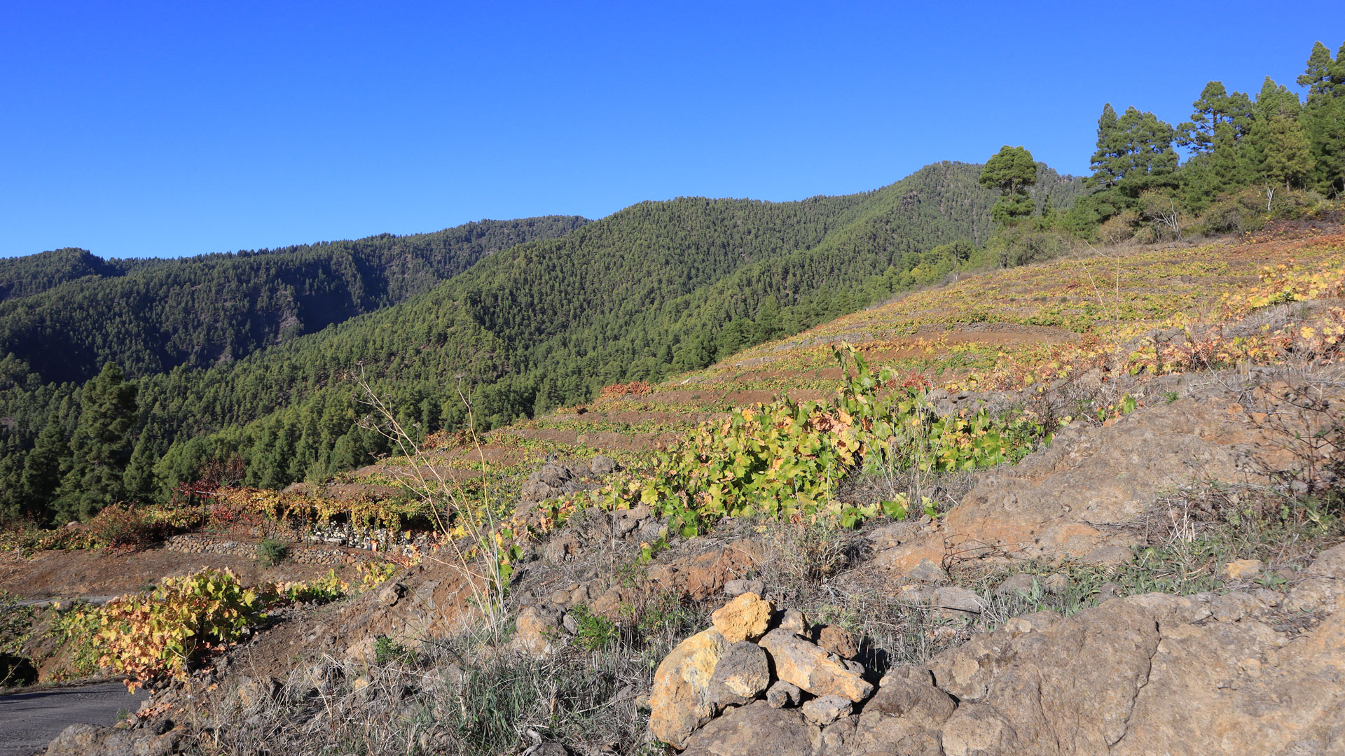Weinbau in Tijarafe, eines der ältesten Weinbaugebiete La Palmas, Vino de La Palma auf Terrassen.