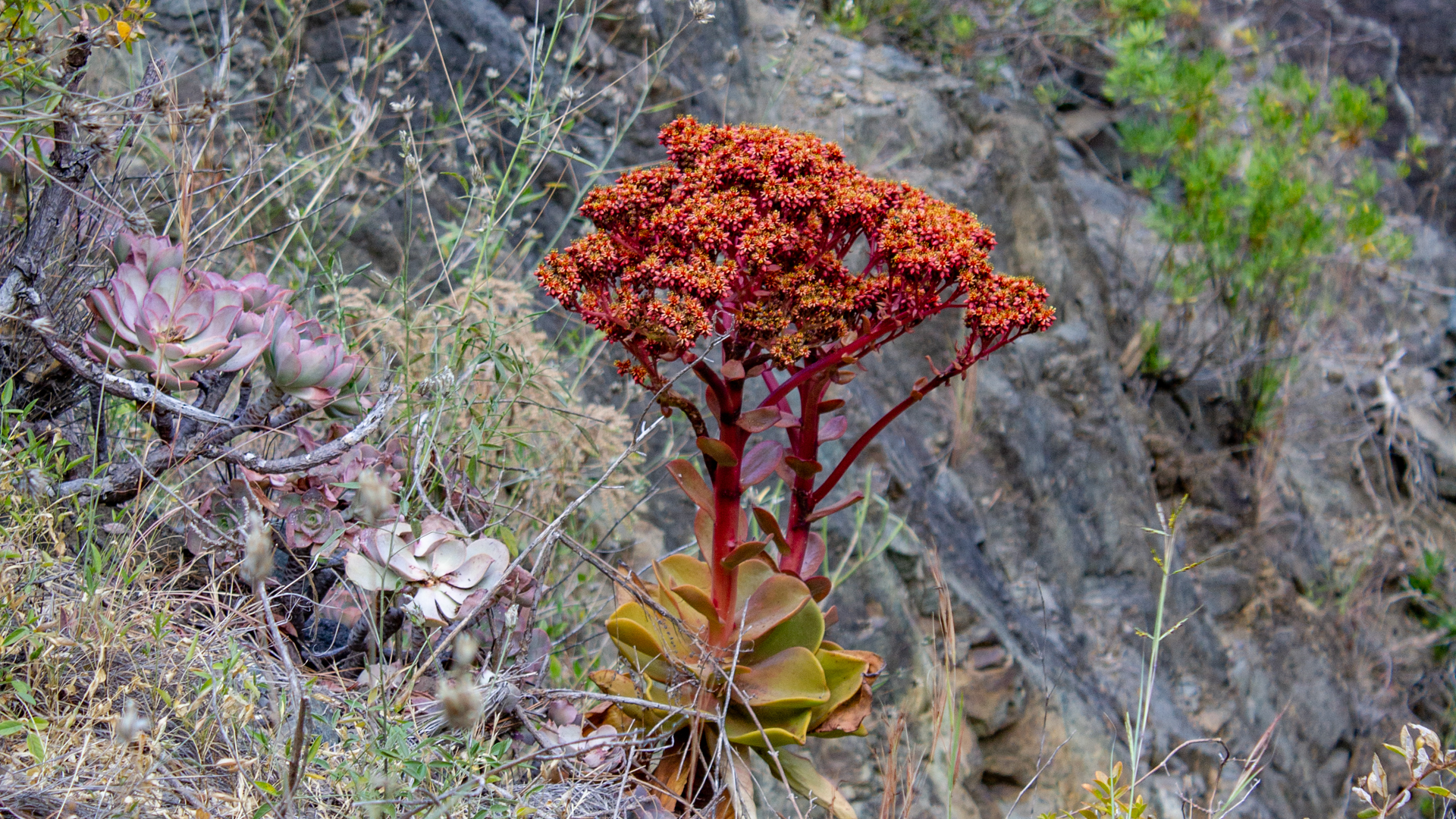Aeonium nobile – seltene, nur auf La Palma heimische Sukkulente mit eindrucksvoller Blüte.