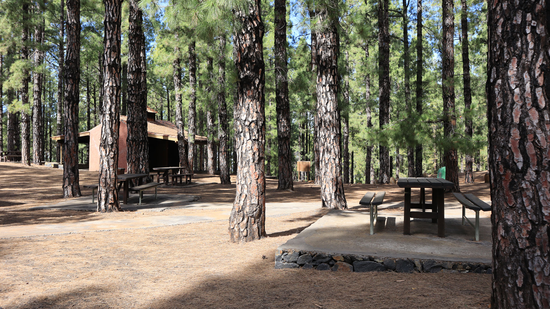 Rastplatz Llano de Lance mit Grillmöglichkeit im Kiefernwald La Palmas – eine der typischen Picknickzonen im Inneren der Insel.