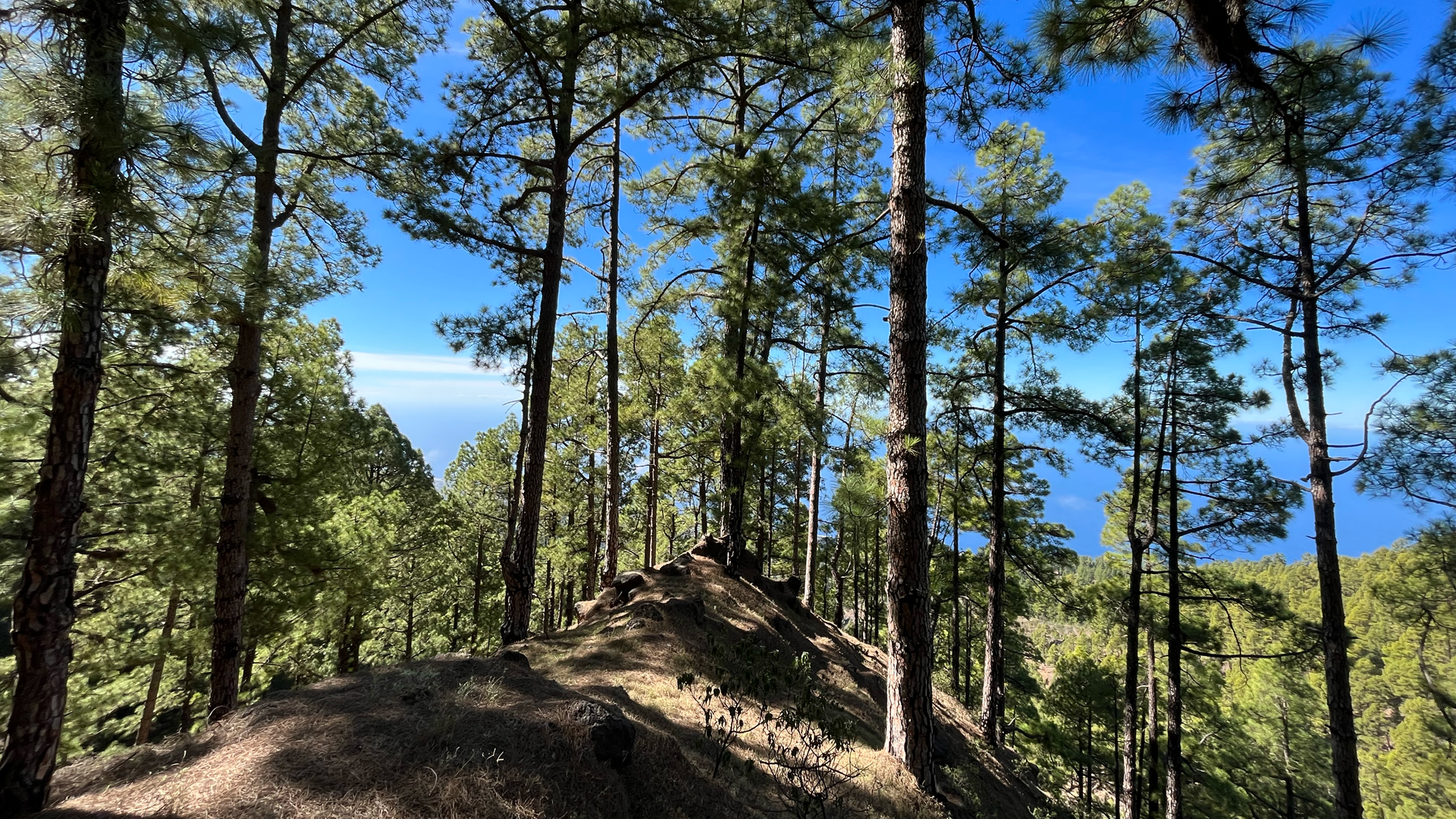 Kiefernwald auf dem Bergrat bei der Caldera de Jieque.