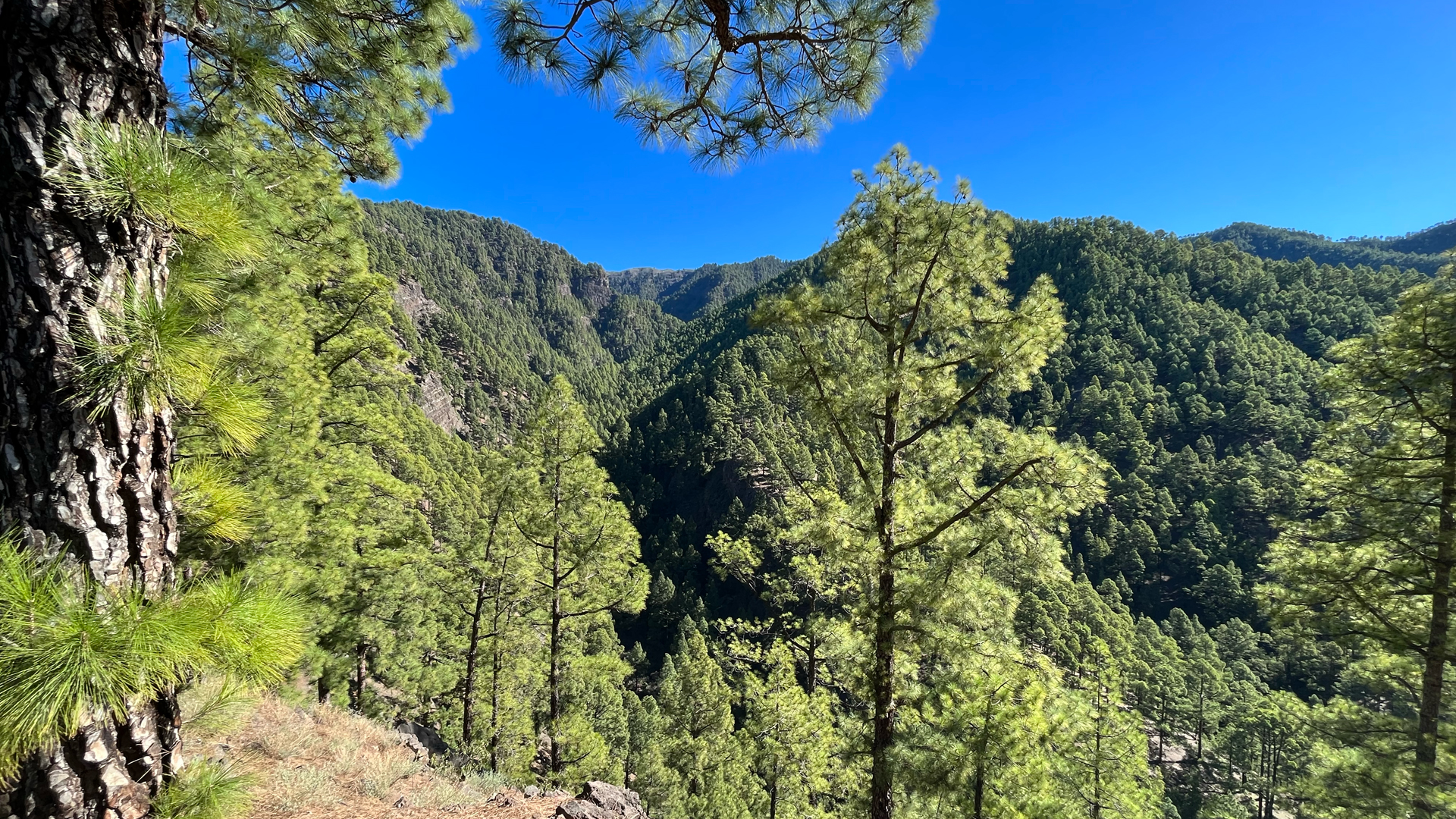 Ausblick vom Wanderweg oberhalb der Schlucht Barranco de Jieque auf La Palma