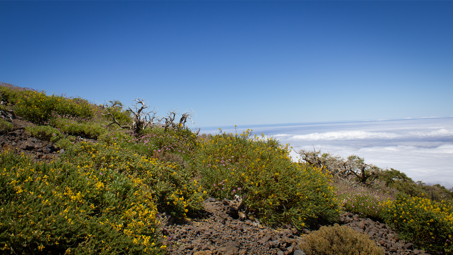 Hochgebirgsvegetation La Palmas oberhalb der Wolkengrenze