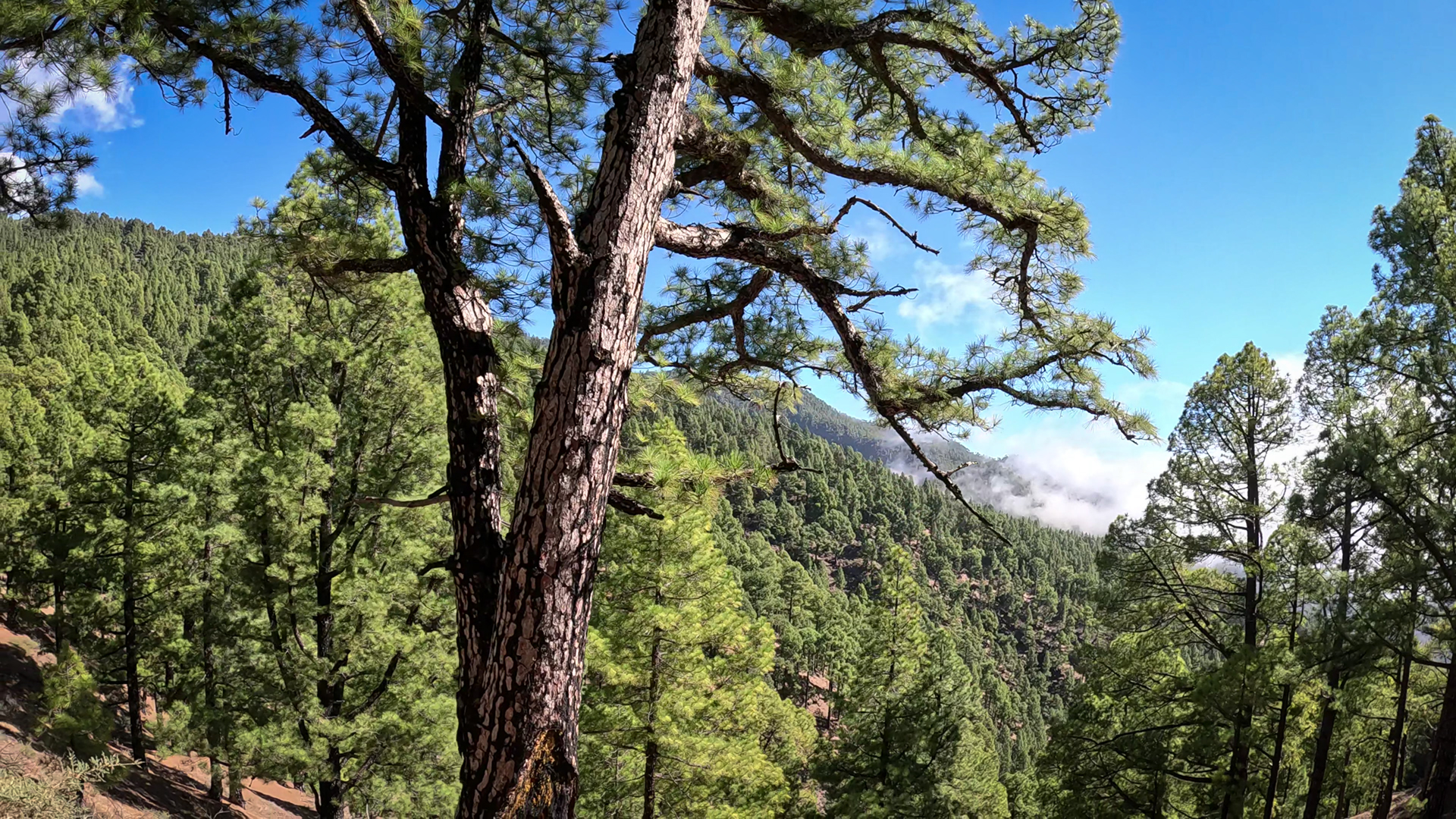 Kiefernwald auf La Palma