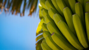 Bananenplantagen im Aridane-Tal – das Herzstück des Plátano-Canario-Anbaus auf La Palma