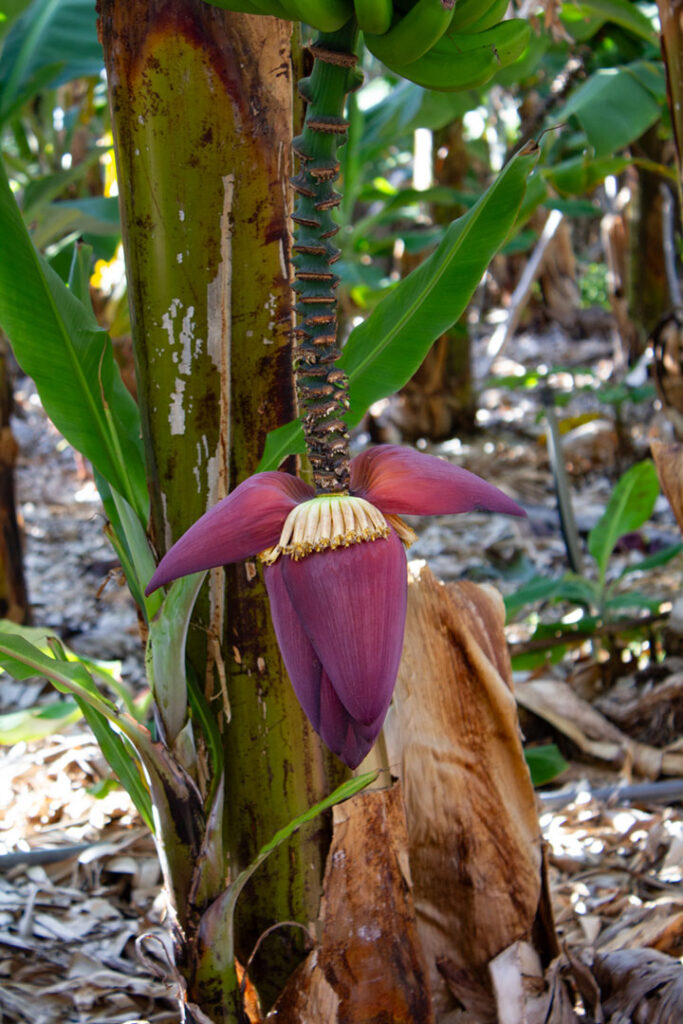 Bananenblüte