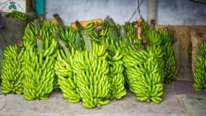 Geerntete Bananen in der Cooperativa.