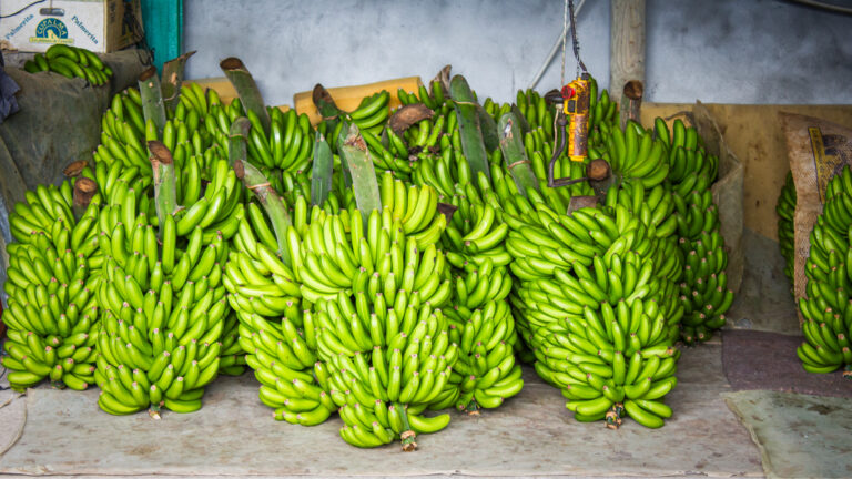 Geerntete Bananen in der Cooperativa.