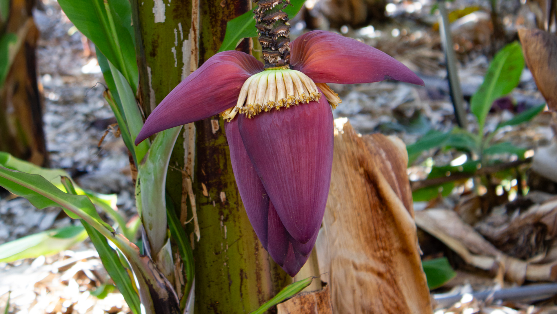 Die Blüte der Bananenstaude, auch Bananenherz genannt