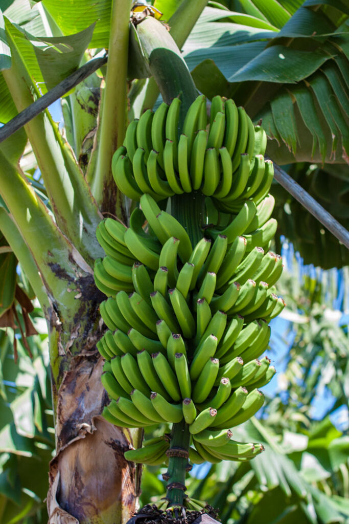 Bananenstaude