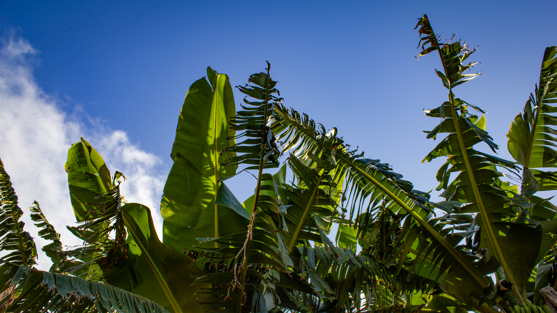 Bananenplantagen bei Barlovento