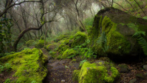 Bemoste Basaltfelsen im UNESCO-Biosphärenreservat Los Tilos