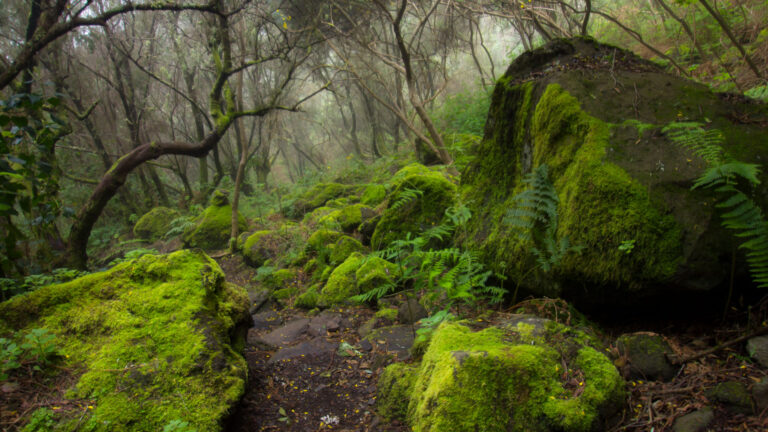 Bemoste Basaltfelsen im UNESCO-Biosphärenreservat Los Tilos