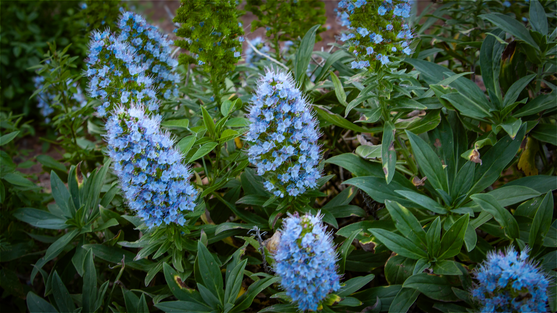 Webbs Natternkopf (Echium webbii) – endemische Pflanzenart La Palmas