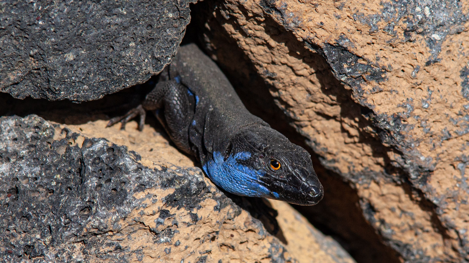 Blaukehlige Kanareneidechse (Gallotia galloti) – endemische Eidechsenart der westlichen Kanarischen Inseln