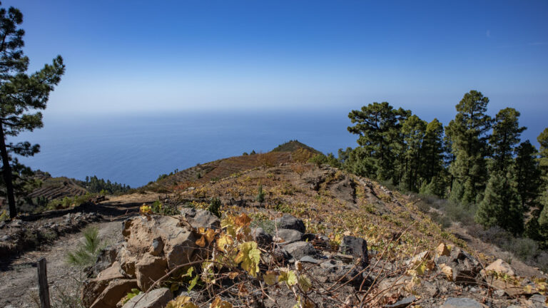 Weinbaulandschaft am Refugio de Tinizara auf La Palma