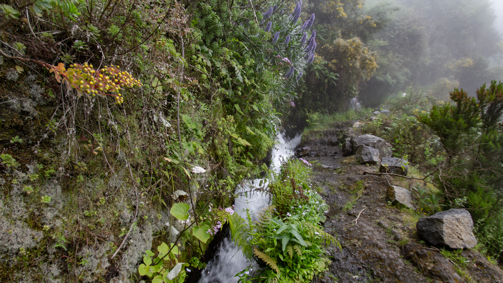 Marcos y Codero, Los Tilos – Quellenroute im Lorbeerwald La Palmas
