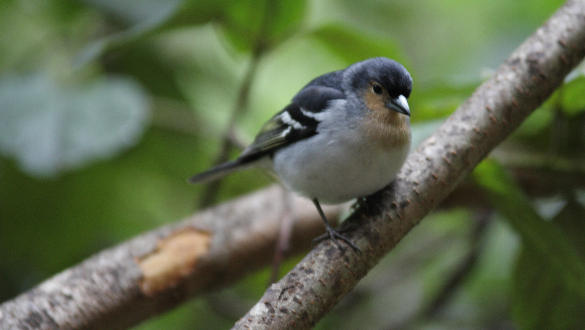 La-Palma-Buchfink (Fringilla coelebs palmae)