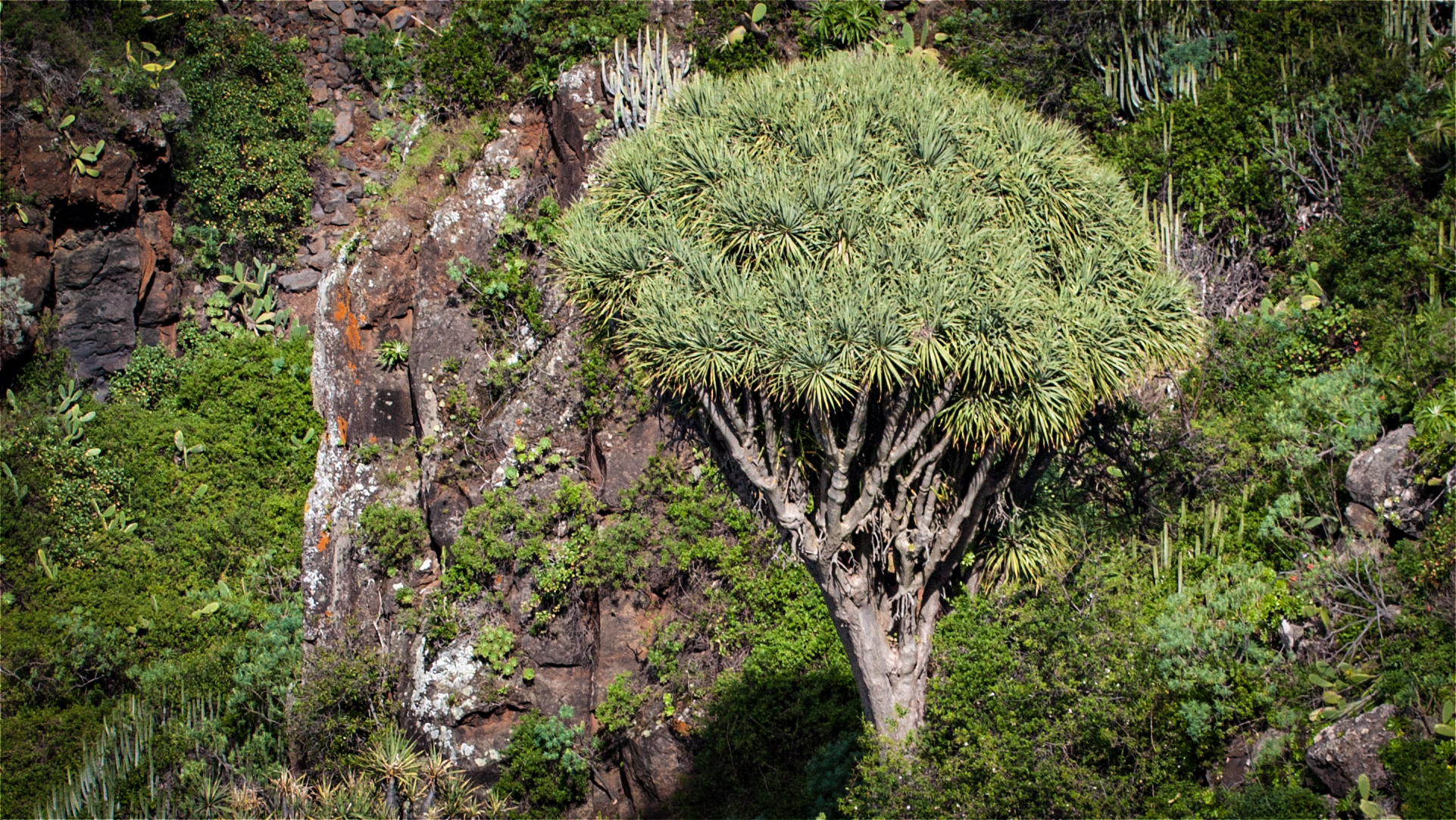 Drachenbaum im Nordwesten La Palmas