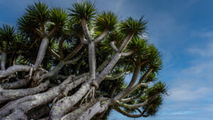 Der Drachenbaum wächst auf La Palma in größerer Dichte als auf jeder anderen Kanareninsel