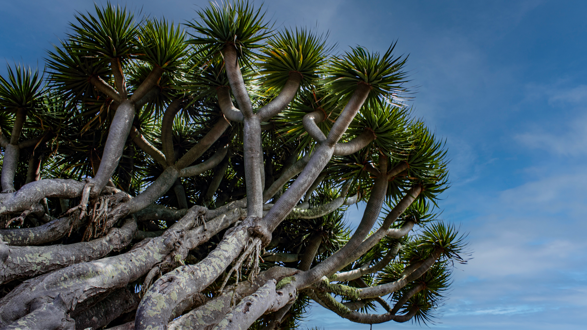 Der Drachenbaum wächst auf La Palma in größerer Dichte als auf jeder anderen Kanareninsel
