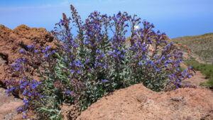 Tajinaste azul — der Blaue Natternkopf (Echium webbii)