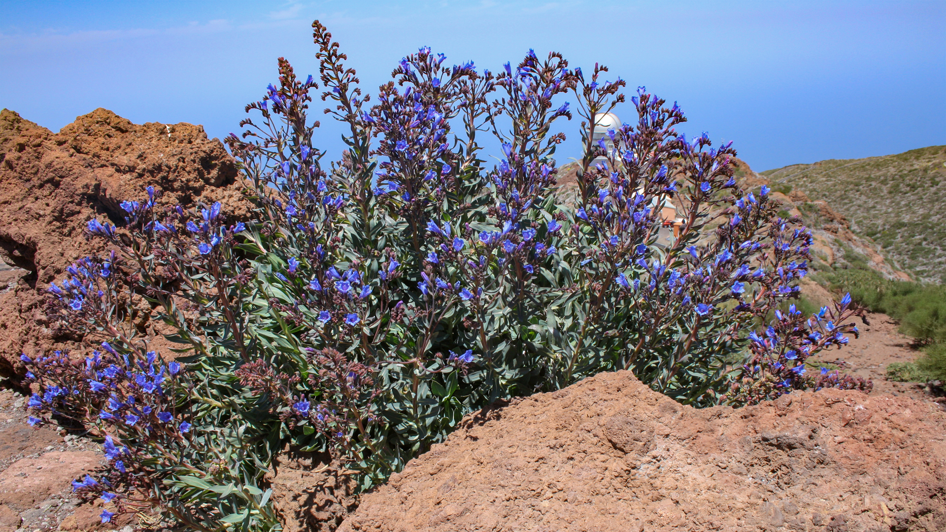 Tajinaste azul — der Blaue Natternkopf (Echium webbii)
