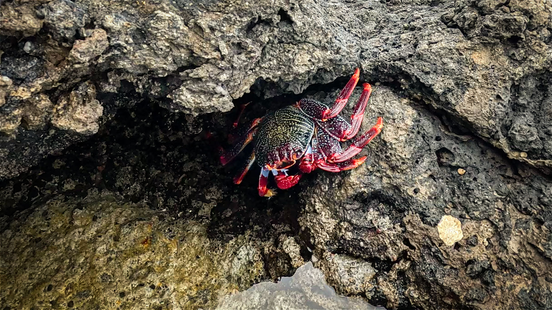 Rote Felsenkrabbe im Lavagestein