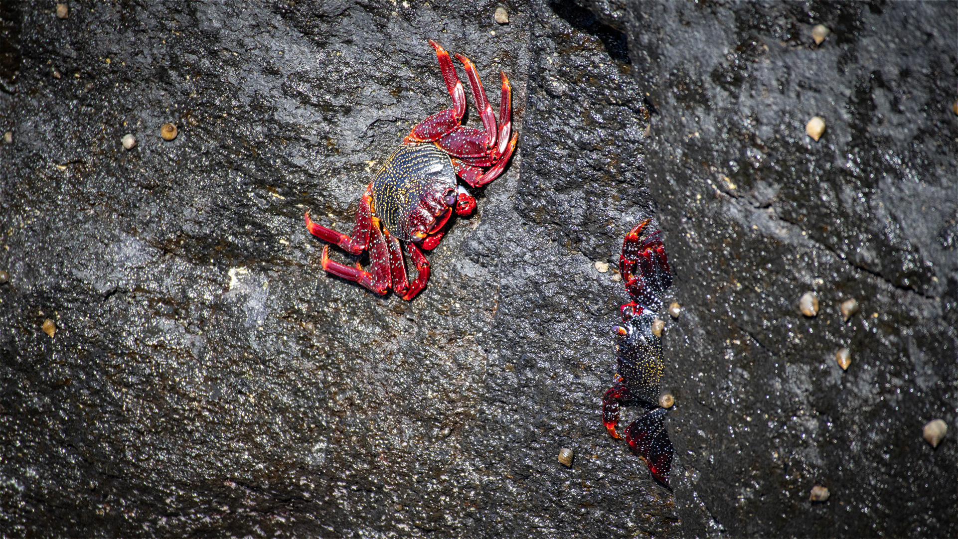 Rote Felsenkrabbe auf schwarzem Lavagestein