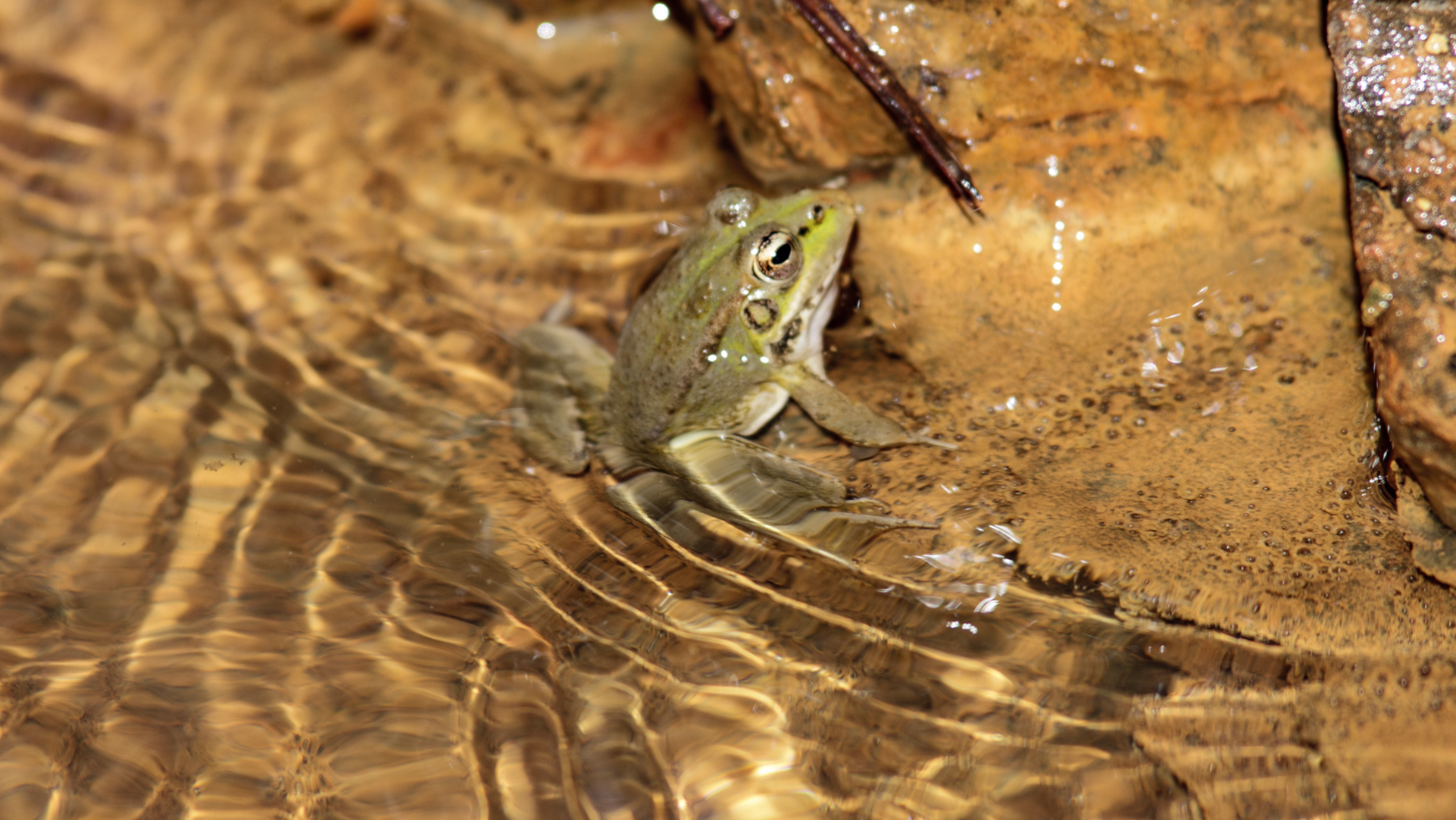 Frosch in der Caldera de Taburiente – Bewohner der feuchten Bachläufe im Nationalpark La Palma.