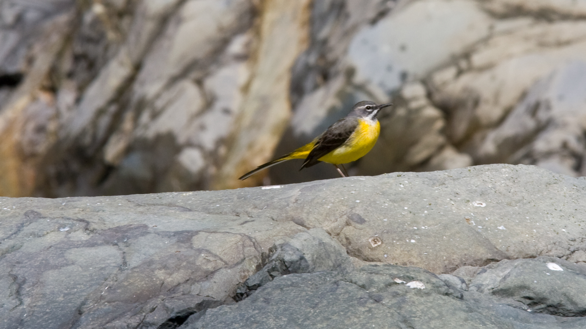 gelbbäuchige Gebirgsstelze (Motacilla cinerea)