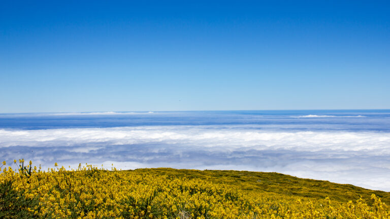 Gelb über den Wolken – wenn der Ginster am Roque de los Muchachos blüht