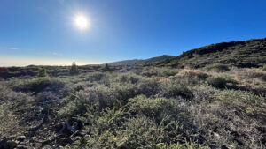 Wanderweg PR-LP 8 durch die Hochgebirgsvegetation La Palmas.
